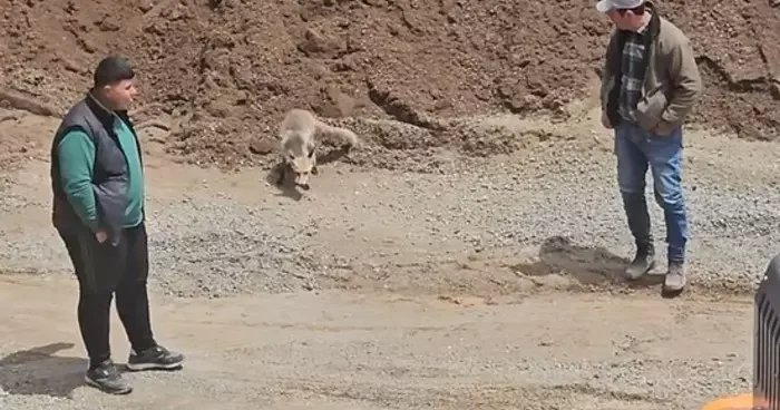 Ahlat’ta tilki, pomza ocağının müdavimi oldu: Her gün işçilerin sofrasına konuk oluyor