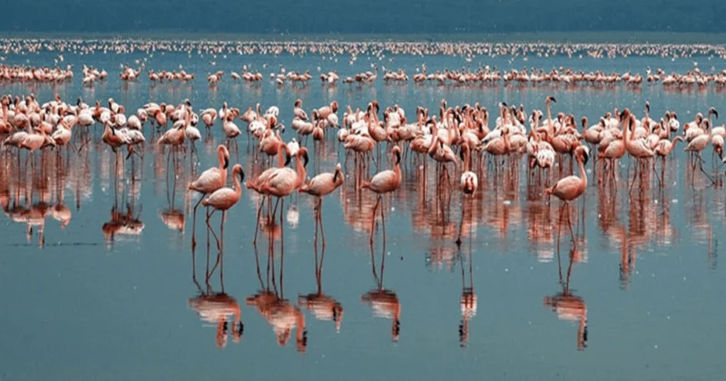 Tuz Gölü ndeki 2 bin flamingo susuzluktan öldü Sözcü Gazetesi