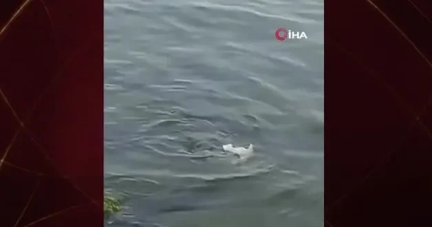 Nadir görülen su samuru Tekirdağ sahilinde görüntülendi