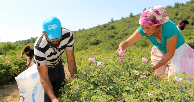 Isparta da gül hasadı turizmi Isparta Haberleri