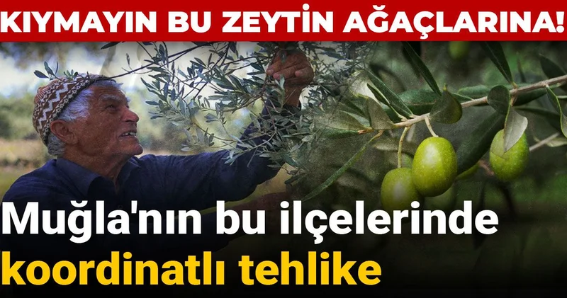 Kıymayın bu zeytin ağaçlarına: Muğla nın bu ilçelerinde koordinatlı tehlike!