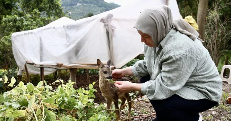 Yavru karaca gönüllü bakıcısı sayesinde yaşama tutundu