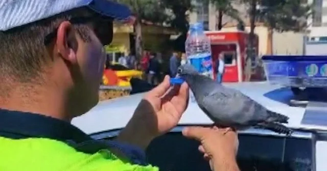 Güvercine su içiren trafik polisi merhametiyle yürekleri ısıttı VİDEO İZLE