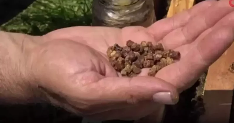 Çöpe gidiyordu, şimdi kilosu 3 bin lira