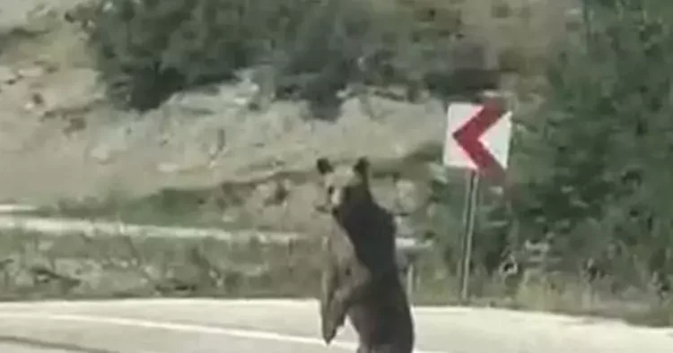 Bolu da yola indi, köy muhtarı telefonuyla görüntüledi