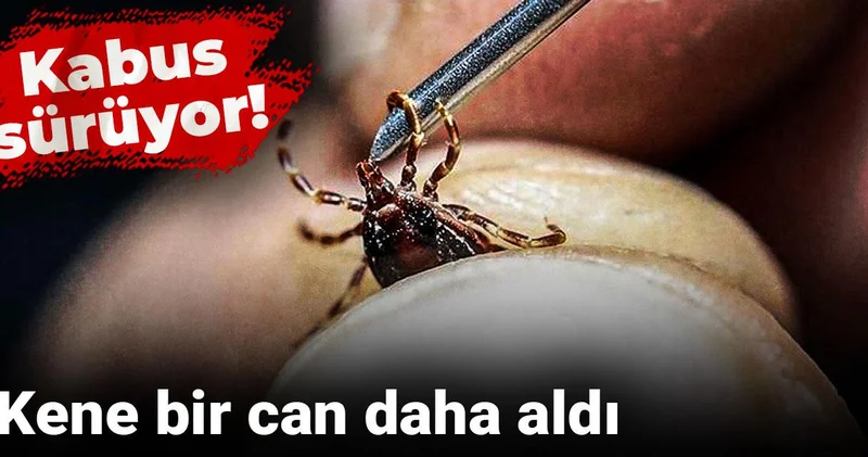 Kabus sürüyor! Kene bir can daha aldı