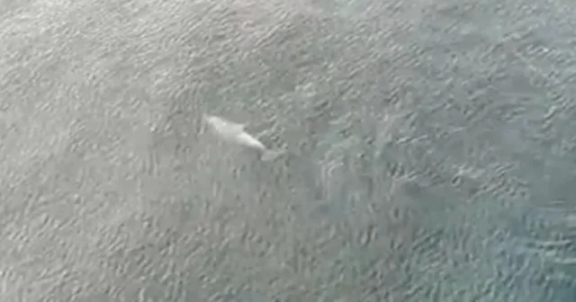 Denizin neşesi yunuslar dronla görüntülendi VİDEO İZLE