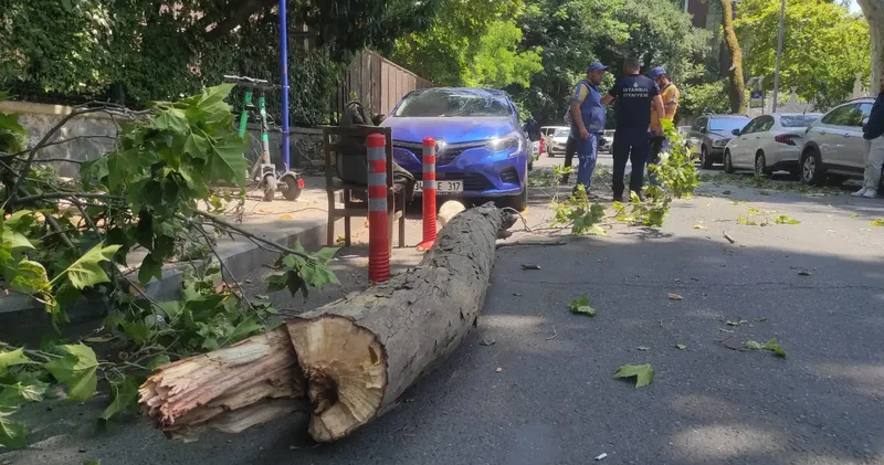 Beşiktaş ta tarihi çınarın kuruyan kolu park halindeki otomobilin üzerine düştü