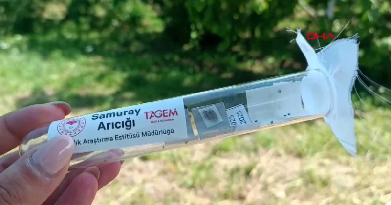 Kokarcaya karşı samuray arılar salındı