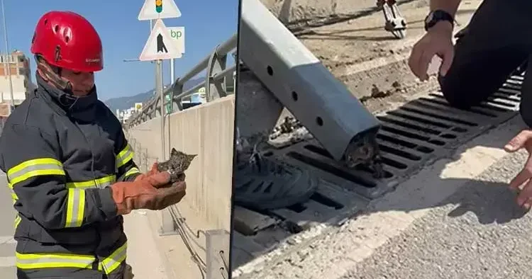 İmdadına itfaiye ekipleri yetişti! Osmaniye’de refüj demiri içinde sıkışan yavru kedi kurtarıldı