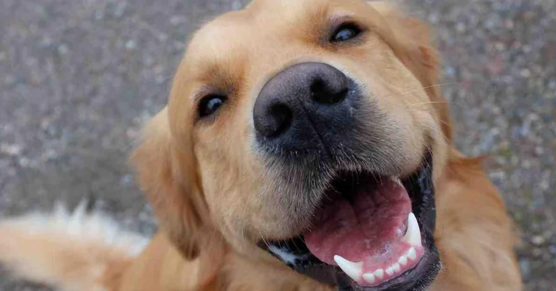 Eğitilmiş köpekler Parkinson hastalığını yüzde 98 doğrulukla tespit etti