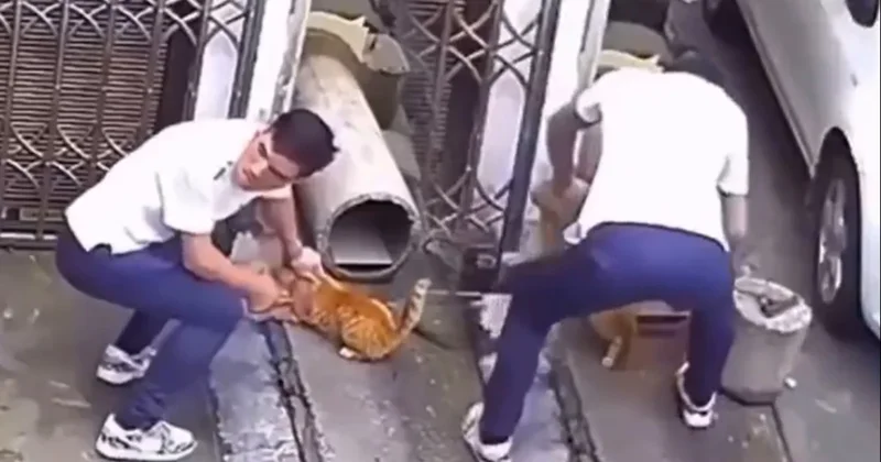 Sevmek için yaklaştığı kediye vahşeti yaşattı Sözcü Gazetesi