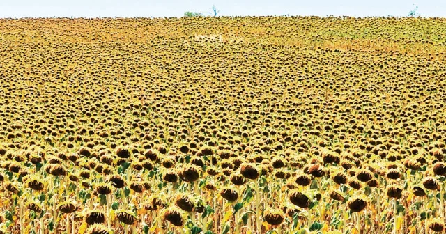 Trakya ayçiçeğinde verim alarmı Gündem Haberleri