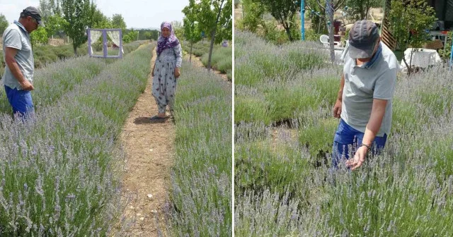 Hobiyle başladılar geçim kaynağına dönüştü: Yağından suyuna sabundan tozuna her türlü lavanta ürününü üretiyorlar Aktüel Haberleri
