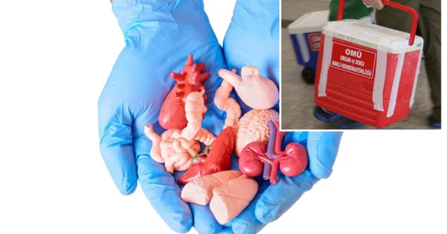 Dünyada canlı vericili organ nakillerinde Türkiye ilk sırada Hayat Haberleri