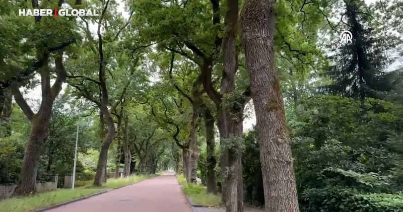 Hollanda daki ağaç tünelleri sürücülere doğanın içinde seyretme ayrıcalığı sunuyor