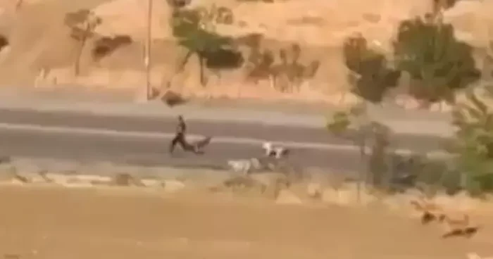 Ankara da bir genç, başıboş köpeklerin saldırısından son anda kurtuldu