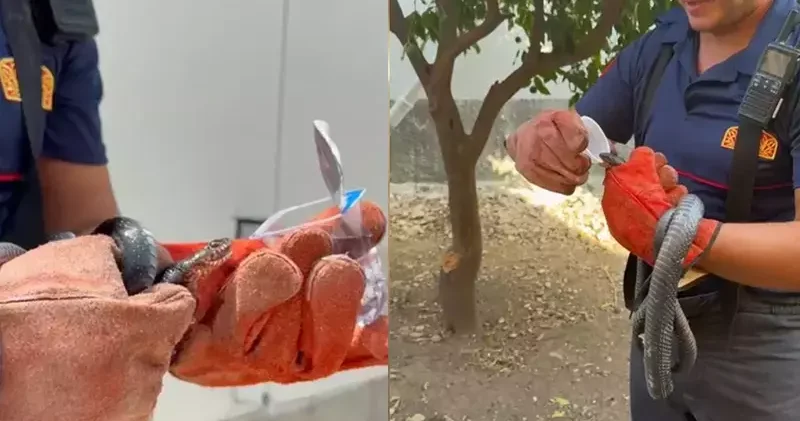İtfaiye eri, yakaladığı yılana su içirdi