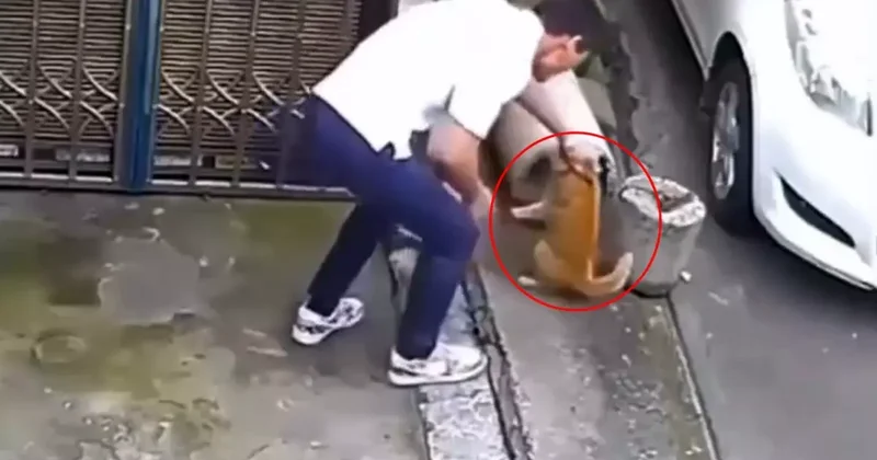 Sevmek bahanesiyle kedinin yanına yaklaştı, sonrasında olanlara inanamayacaksınız