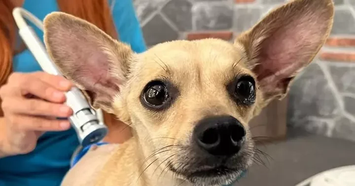 Ayrılan nişanlı çift, klinikte tedavi gören köpekleri Lucky i terk etti