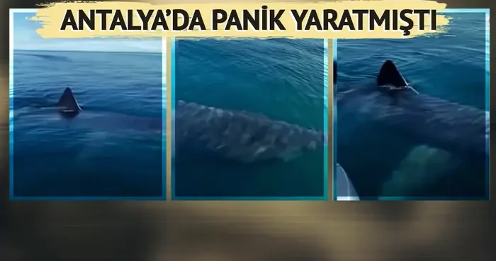 Antalya’da panik yaratmıştı! Sosyal medyanın gündemindeki köpek balığı videosuyla ilgili gerçek ortaya çıktı: Reyting uğruna bunu da yapmışlar