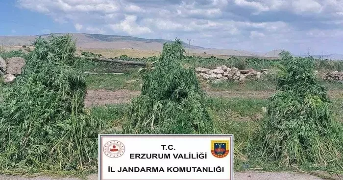 Erzurum’da 401 bin 676 kök kenevir imha edildi