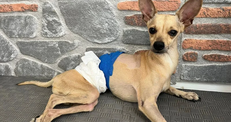 Bir can daha heves kurbanı oldu: Ayrılan çift, köpekleri Lucky i terk etti