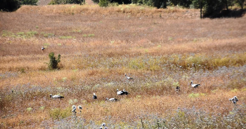 Sinop taki Cuma Ovası nda bu yıl leylek göçü gecikti