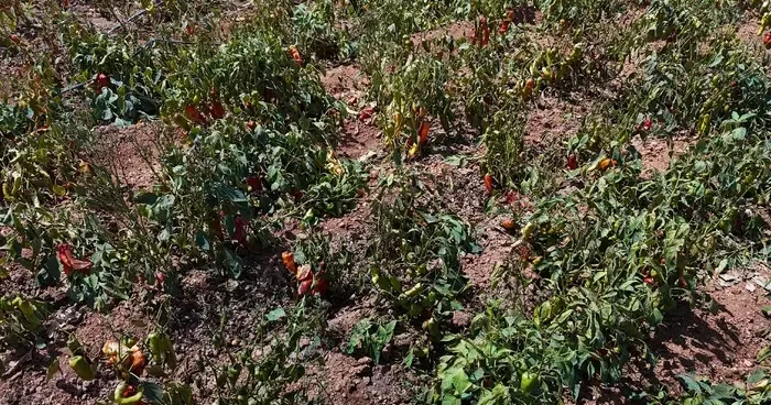 Aşırı sıcaklar tarladaki biberi yaktı