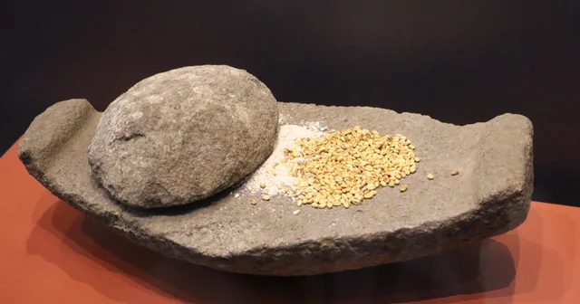 Oymaağaç Höyüğü kazılarında 3 bin yıllık fındık kabuğu bulundu Samsun Haberleri