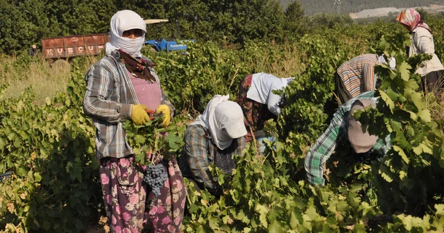 Gaziantep te üzüm hasadı rekolte kaybıyla başladı Gaziantep Haberleri