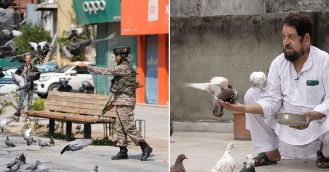 Hindistan da güvercin beslemek yasaklandı: Sağlık krizi kapıda Asya Haberleri