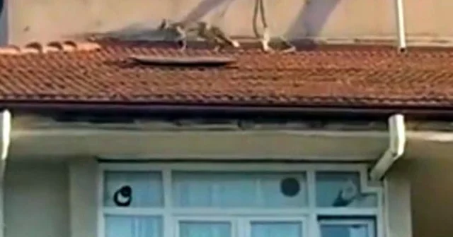 5 katlı apartmanın çatısına çıkan tilkiyi itfaiye ekibi yakaladı Bolu Haberleri