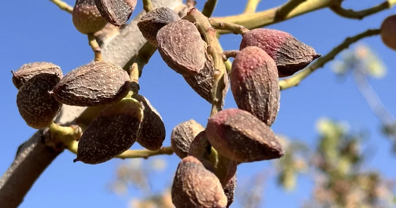Siirt te fıstık hasadı kuraklık ve yüksek sıcaklıklar nedeniyle erken başladı