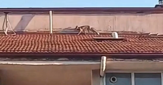 Bolu’da ilginç anlar: Apartman çatısında tilki avı VİDEO İZLE