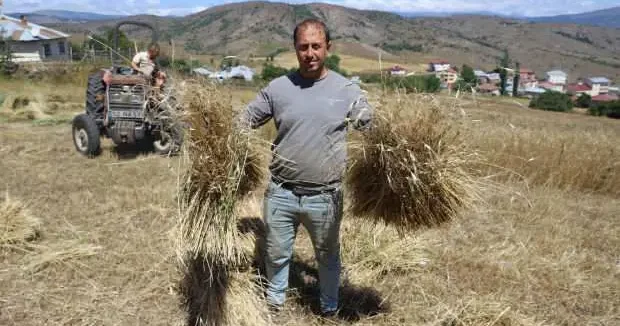 Ordu haberleri Ordu da alım garantili ürün çiftçinin yüzünü güldürdü 18 Ağustos 2025