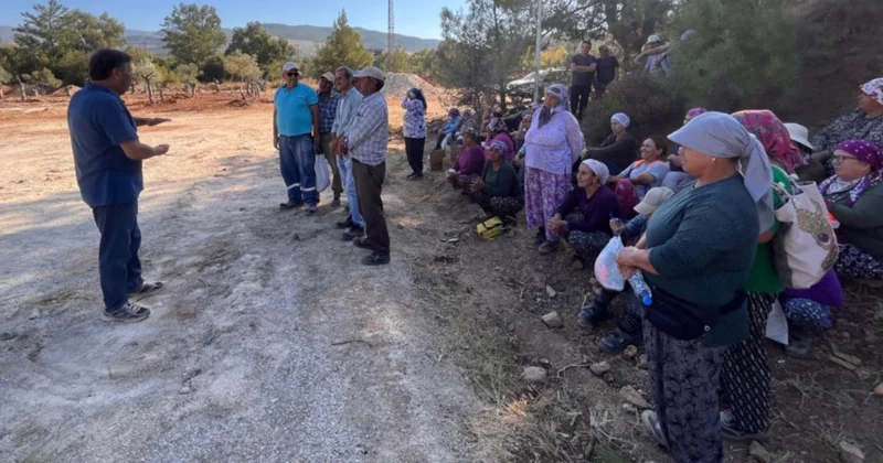 Kömürcü şirket zeytin dikim alanına tur düzenlemeye başladı “151 zeytin söktük 151 tane daha sökeceğiz” Sözcü Gazetesi