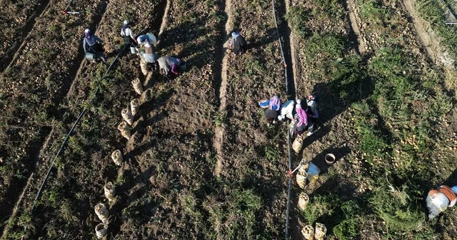 Kayseri de hasat edilen patatesler yurt dışına ihraç ediliyor Kayseri Haberleri