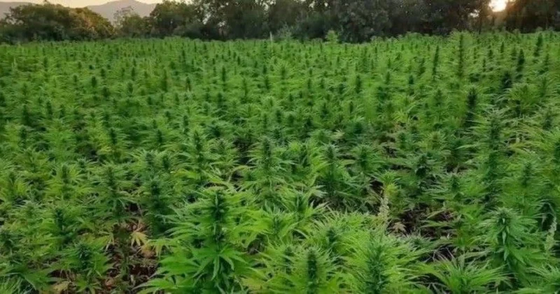 Fındık bahçesinden kenevir çıktı! Baba oğul tutuklandı