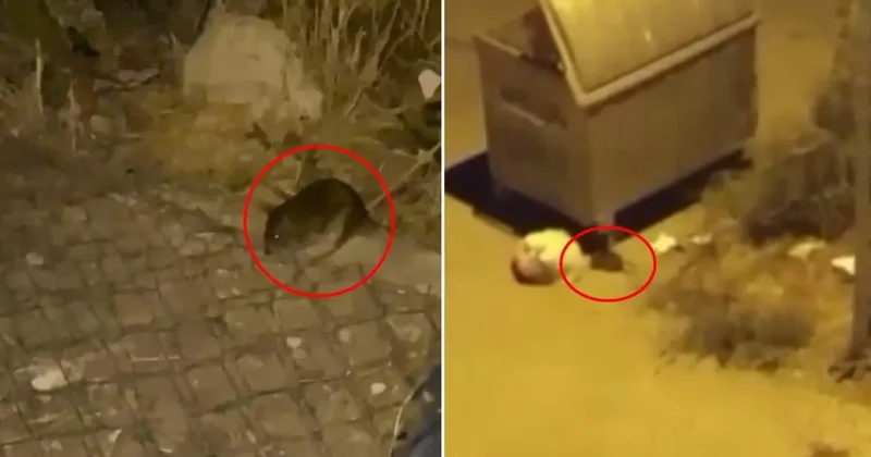 İlçeyi fareler bastı! Vatandaşlar diken üstünde