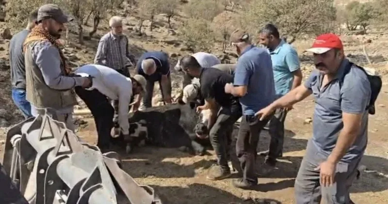 Ayağı kırılan 500 kiloluk ineği omuzlarında taşıdılar