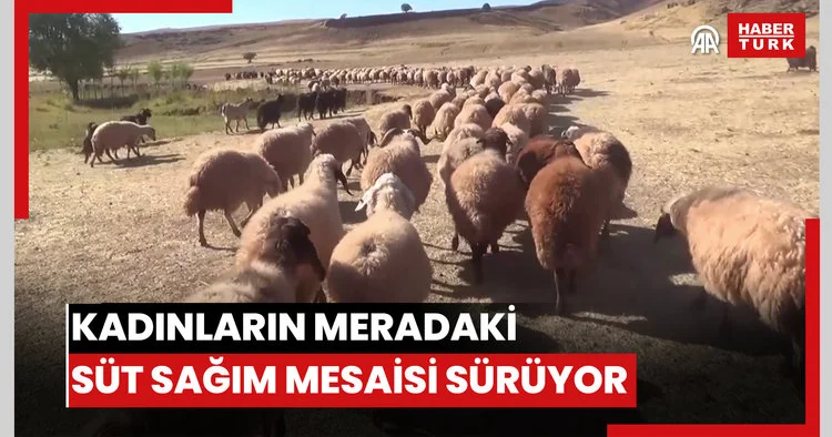 Kadınların meradaki süt sağım mesaisi sürüyor