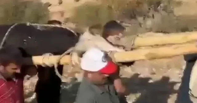 Mardin de sakatlanan ineği sedyeyle sırtlarında taşıdılar VİDEO İZLE