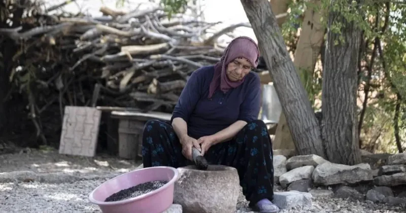 Adına türküler yazılan ürünün hasadı başladı: Önce kırmızı sonra yeşile dönüyor, tozu bile para ediyor Sözcü Gazetesi