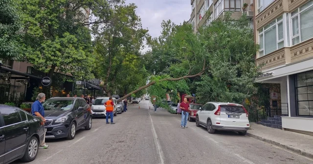 Rüzgarın devirdiği ağaç, otomobilin üzerine düştü Samsun Haberleri