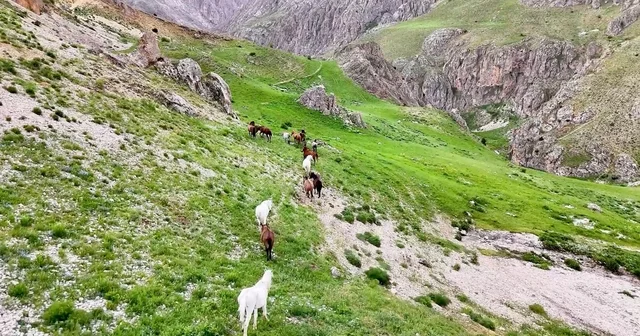 Munzur Dağları ndaki yılkı atları dron ile görüntülendi Erzincan Haberleri