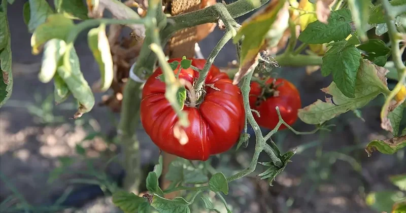 Türkiye domateste ve domates tohumculuğunda dünyanın güçlü oyuncusu