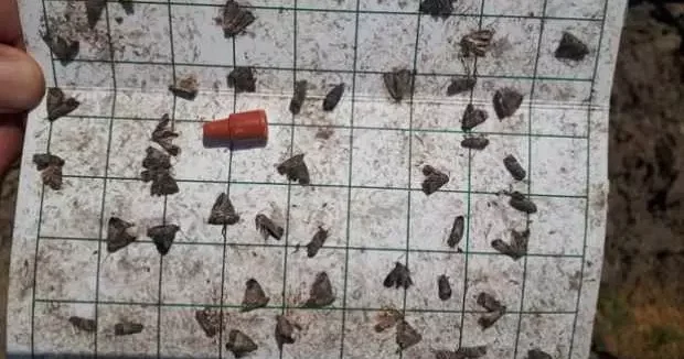 Manisa haberleri Meyve üreticiler aman dikkat! Hasadınız büyük zarar görebilir 19 Mayıs 2025