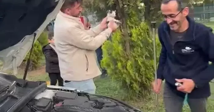 Otomobilin motoruna sıkışan yavru kedi kurtarıldı