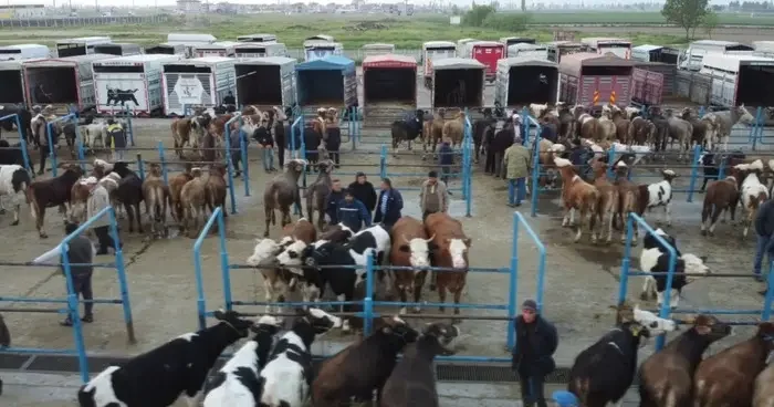Afyonkarahisar da kurbanlık hareketliliği başladı